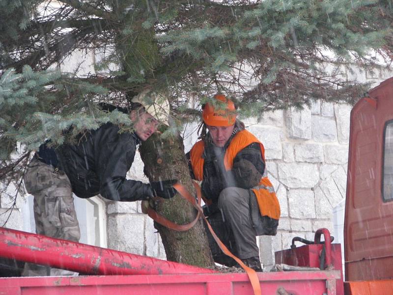 Vánoční strom putoval z Třebařova na náměstí do Moravské Třebové. Dvanáctimetrový smrk pichlavý rozsvítí Moravskotřebovští v první adventní neděli