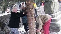 Vánoční strom putoval z Třebařova na náměstí do Moravské Třebové. Dvanáctimetrový smrk pichlavý rozsvítí Moravskotřebovští v první adventní neděli