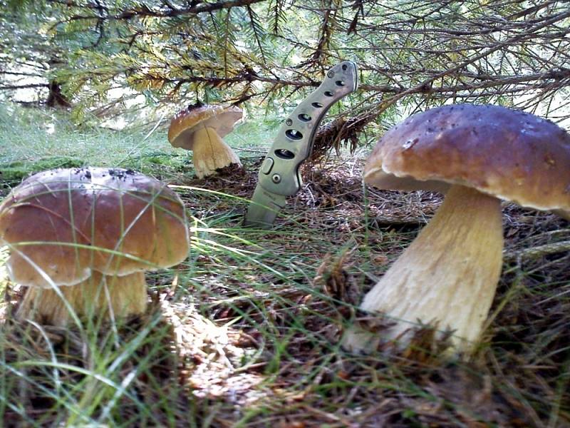 ŠMERDOVI Z BANÍNA najdou pokaždé v lese spoustu hub. Jedlé sbírají, nádherné muchomůrky plní fotoalbum. 