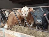 Tomáš a Jiří Bílkovi na okraji Malé Hané navazují na zemědělskou tradici předků. Sídlí v Chornicích, v okolí obhospodařují zemědělskou půdu a zaměřují se na výkrm býků. V roce 2019 uvedli do provozu faremní porážku s bourárnou pod veterinární kontrolou.