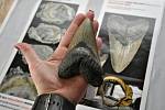 ZUB ŽRALOKA. Miliony let starý artefakt z USA v porovnání s lidskou rukou.