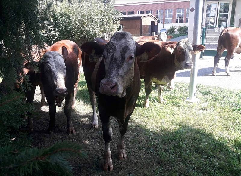 Hasiči v pondělí naháněli stádo krav, které uteklo do centra Poličky.
