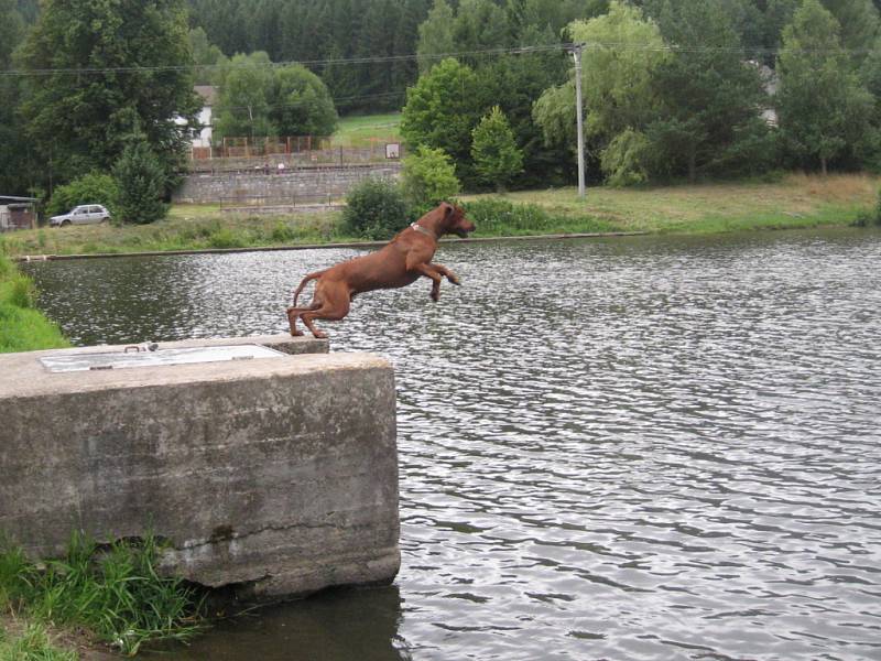 Majitelé rhodézkých ridgebacků se sešli na společném táboře v rekreačním areálu na Svojanově u Moravské Třebové