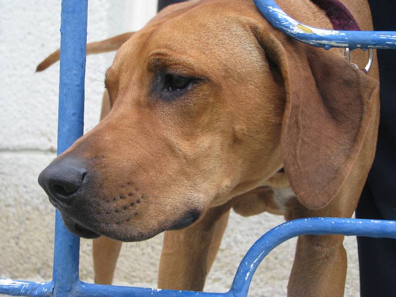 Majitelé rhodézkých ridgebacků se sešli na společném táboře v rekreačním areálu na Svojanově u Moravské Třebové