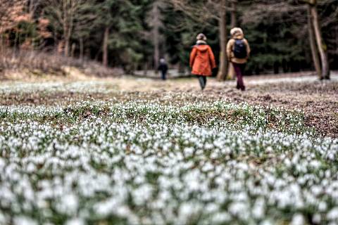 Sněženkové údolí ve Vysokém lese na Poličsku rozkvetlo. V lese kvetou tisíce sněženek.