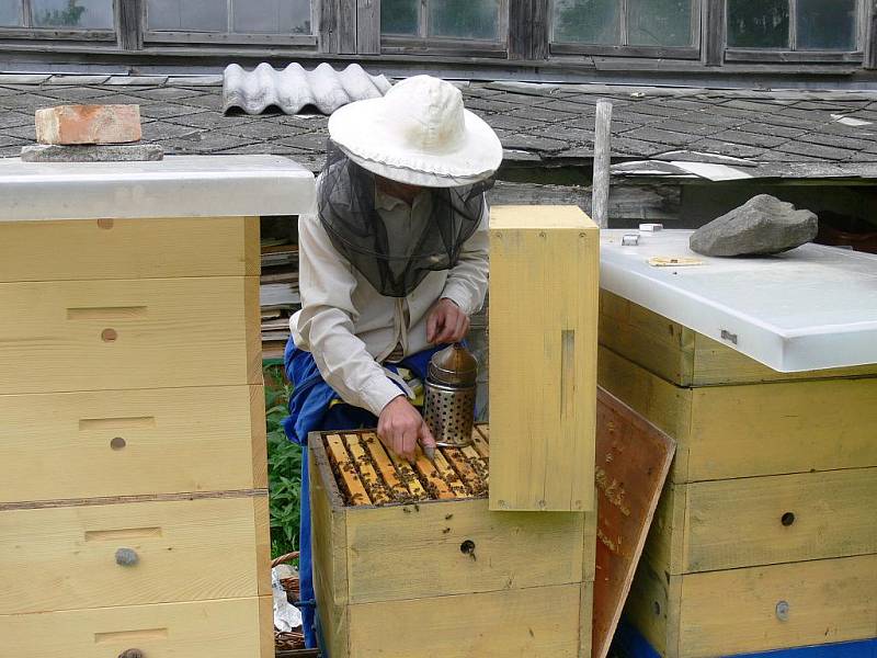 Včely ukládají nektar do buněk v plástu. Po odpaření vody je zavíčkují. Včelař tak pozná, že je med „hotový“ a může stáčet. 