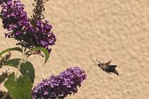 Dlouhozobka svízelová (Macroglossum stellatarum) způsobem letu připomíná exotického ptáčka kolibříka.