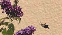 Dlouhozobka svízelová (Macroglossum stellatarum) způsobem letu připomíná exotického ptáčka kolibříka.