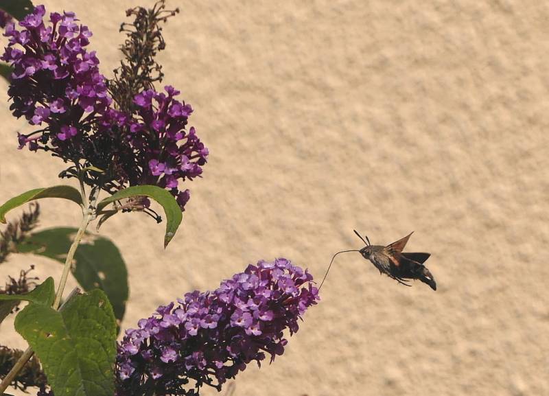 Dlouhozobka svízelová (Macroglossum stellatarum) způsobem letu připomíná exotického ptáčka kolibříka.