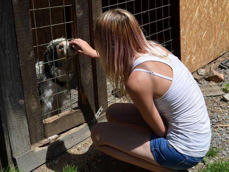 Liščí mládě mělo smůlu. Zachytil ho vlak. Studenti ze svitavského gymnázia přispěli na jeho léčení.