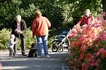 Rododendrony lákají obyvatele města do svitavského parku.