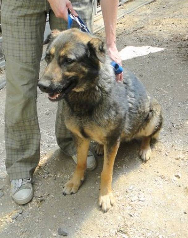 SISI. Fena zhruba tři roky stará. Je mírná a kamarádská.