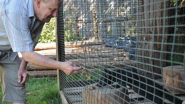 Polární liška, nosál nebo srnka, tato všechna zvířata se nyní nacházejí v záchranné stanici ve Vendolí.