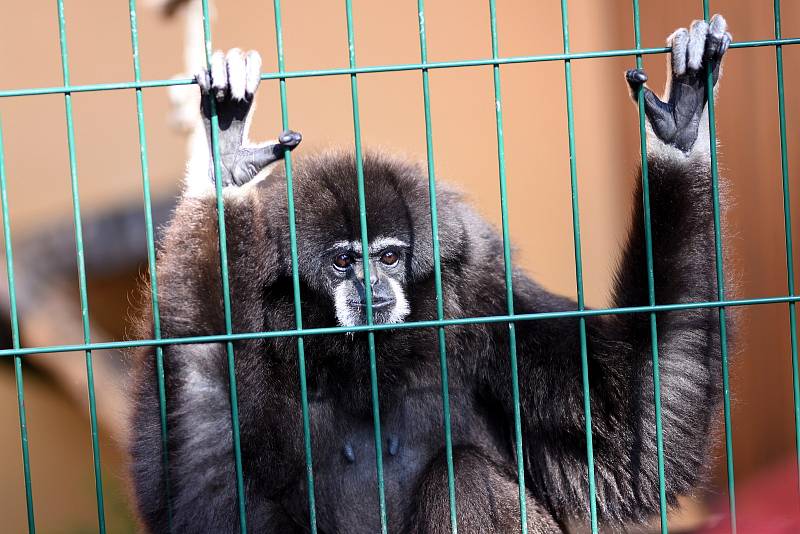 Exotika na ranči, to je malá zoo v Bítovanech na Chrudimsku.