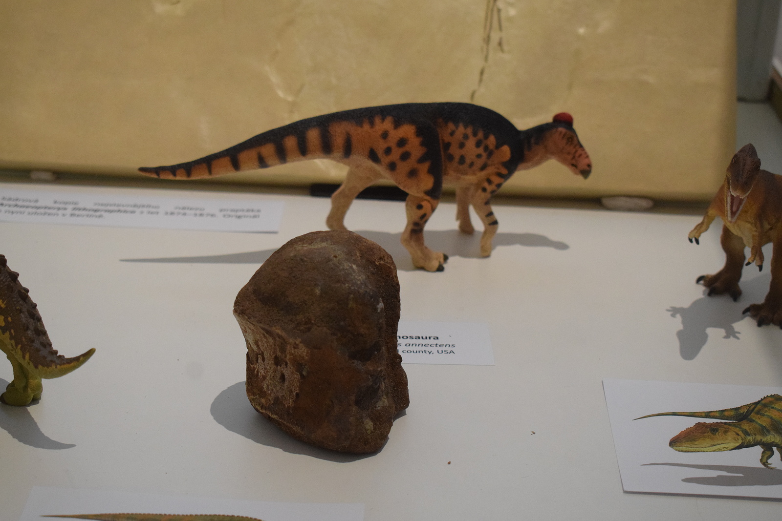 Muzeum ve Svitavách vystavuje kly mamuta i lebku jeskynního medvěda -  Svitavský deník