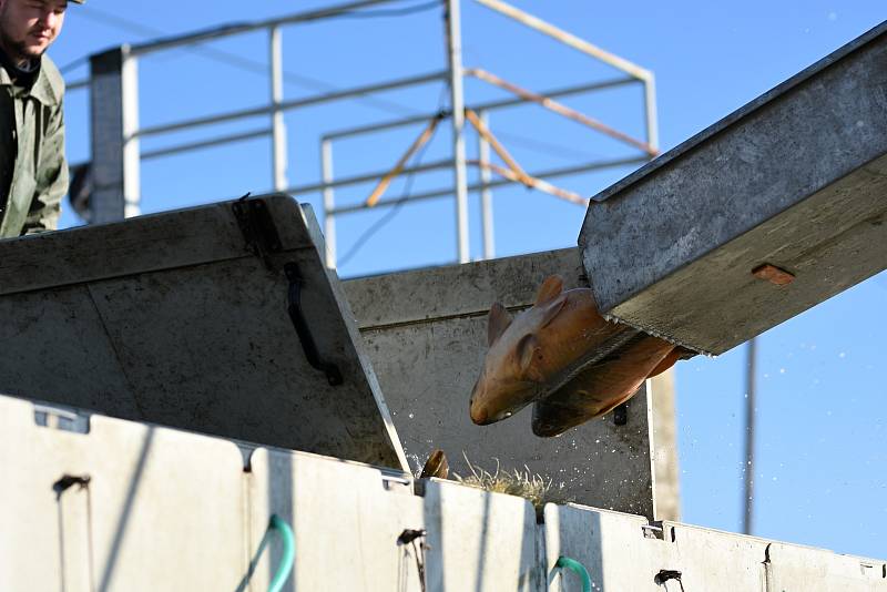 Začal třídenní výlov rybníku Hvězda na Svitavsku. Rybáři loví zejména ryby na vánoční stůl.