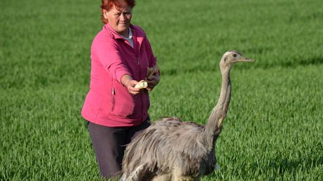 FANDA. Tak se jmenuje pštros emu, který se prošel z Lazinova až do Banína. Chovatelka ho lákala na rohlíky. 