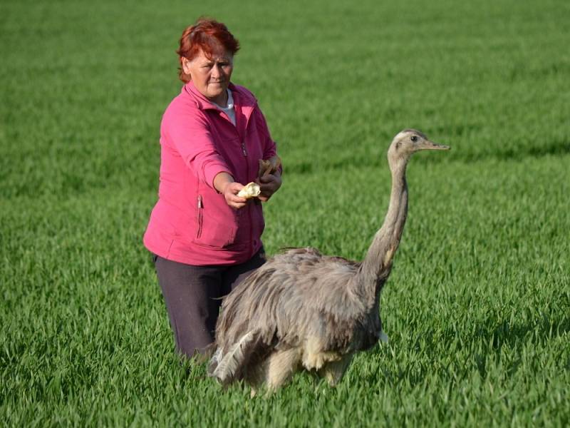 FANDA. Tak se jmenuje pštros emu, který se prošel z Lazinova až do Banína. Chovatelka ho lákala na rohlíky. 