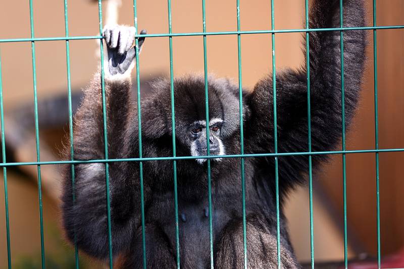 Exotika na ranči, to je malá zoo v Bítovanech na Chrudimsku.