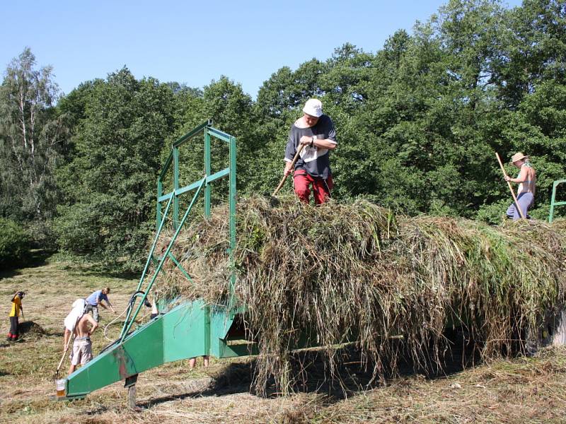 NA DAMAŠKU rostou chráněné rostliny. Dobrovolníci trávu kosí ručně. Na vidlích ji odnášejí na připravené vozy. Mezi ohroženými druhy je také rosnatka okrouhlolistá. 