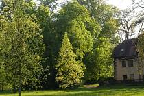 Zeleň vyrašených listů v zámeckém parku ve Slatiňanech.