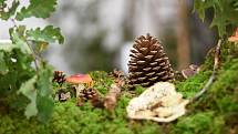 Mykologové z Dolního Újezdu vystavili desítky druhů hub a navařili houbové speciality.