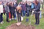 STUDENTI svitavského gymnázia vysazovali  jinany. Arboretum školy se pravidelně rozrůstá už čtyři roky.