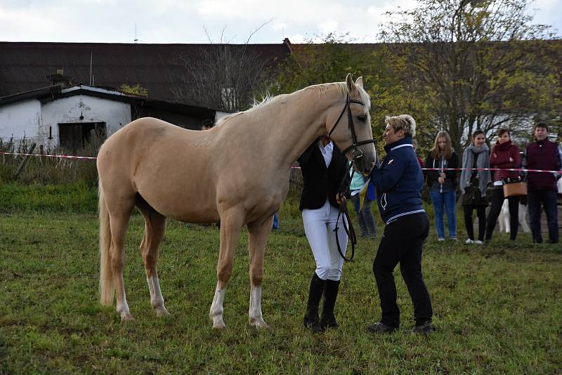 3. ročník oblastní přehlídky koní na festivalu Biskupické kaléšek v Biskupicích u Jevíčka. Divákům se představilo 20 koní.