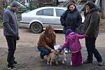 Bohaté Vánoce mají letos psi v útulku při záchranné stanici ve Vendolí. Lidé jim dovezli spoustu dárků. Také se s nimi pomazlili a vzali je na procházku.  