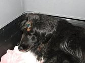 Zraněný pes se ve vendolském útulku zotavuje. Bere léky a   bude možné, aby si ho vzal hodný člověk. 