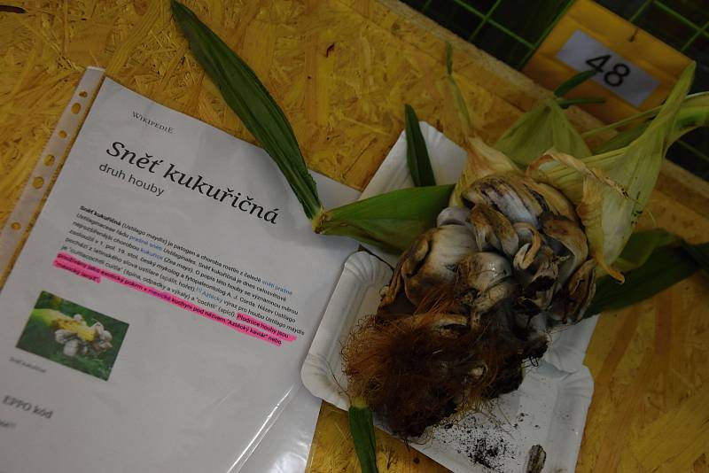 Mykologové z Dolního Újezdu vystavili desítky druhů hub a navařili houbové speciality.