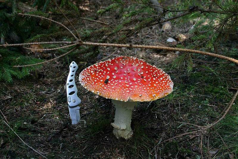 V lese zase zavoněly houby.