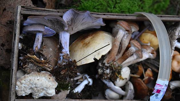 Mykologové našli v lesích na Litomyšlsku a Poličsku desítky druhů hub. Hřibů je ale zatím málo.