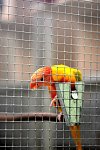 Za projektem zoologické zahrady v Janově stojí zdejší chovatel papoušků Marcel Kohout.