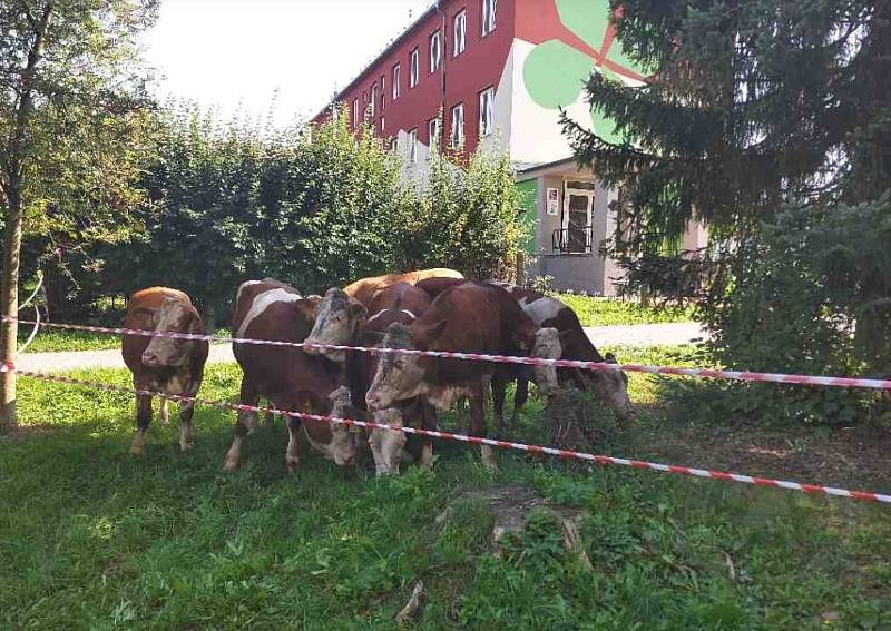 Hasiči v pondělí naháněli stádo krav, které uteklo do centra Poličky.