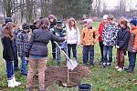 STUDENTI svitavského gymnázia vysazovali  jinany. Arboretum školy se pravidelně rozrůstá už čtyři roky.