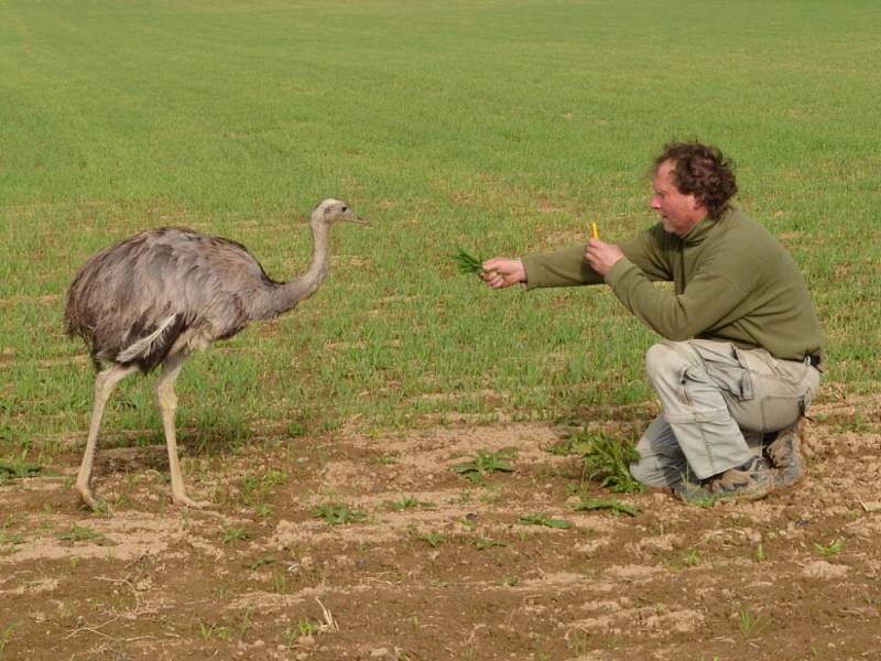 FANDA. Tak se jmenuje pštros emu, který se prošel z Lazinova až do Banína. Chovatelka ho lákala na rohlíky. 