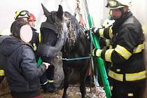 Profesionální hasiči mají za sebou náročný zásah při záchraně koně.