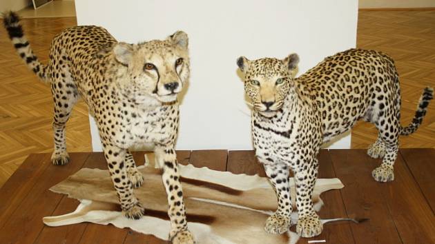 Africké safari ve svitavském muzeum