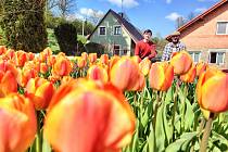 Tulipánie je první tulipánová farma v ČR. V Opatově nyní kvete pět tisíc tulipánů.