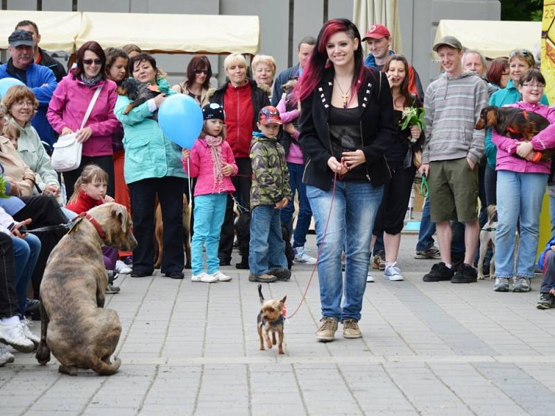 SVÁTEK kvetoucích rododendronů si v sobotu ve Svitavách nenechaly ujít stovky lidí. Návštěvníci fandili také favoritům Voříškijády. Při přehlídce se bylo na co dívat. Nejsympatičtější psi získali mimo jiné i pořádný věnec z buřtů.