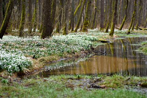 Přírodní rezervace Králova zahrada je v plném květu. Les poblíž Opatova ukrývá koberce bledulí.