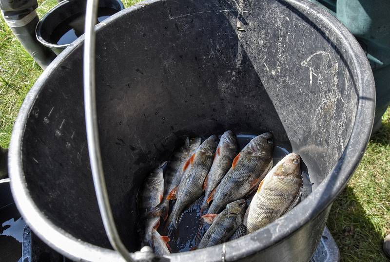 Kontrolní odlov ryb na Rosničce ukáže kvalitu a množství ryb. Odborníci doporučí vhodné druhy.