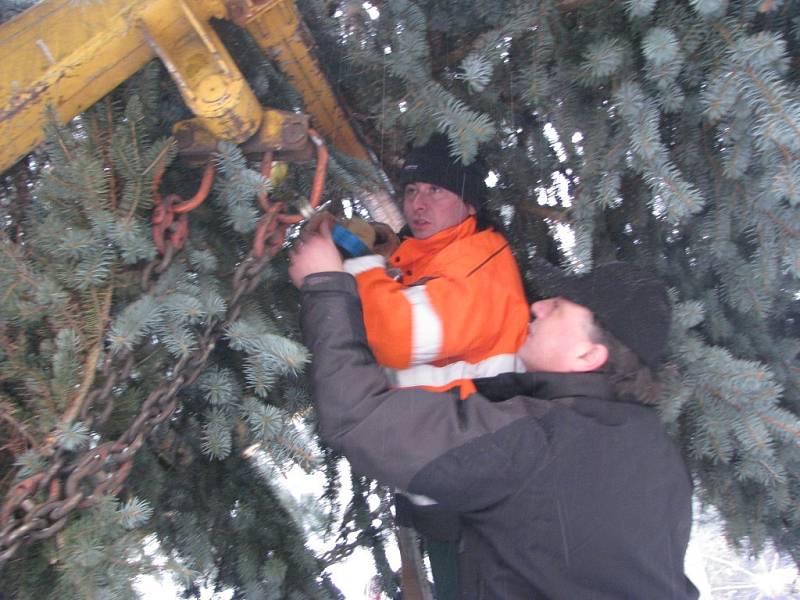Vánoční strom putoval z Třebařova do Moravské Třebové. Dvanáctimetrový smrk pichlavý rozsvítí Moravskotřebovští v první adventní neděli