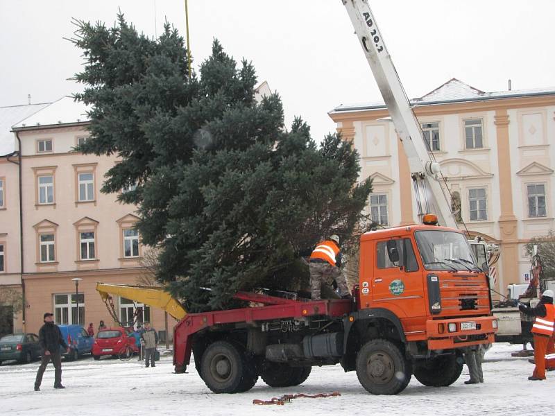 Vánoční strom putoval z Třebařova do Moravské Třebové. Dvanáctimetrový smrk pichlavý rozsvítí Moravskotřebovští v první adventní neděli