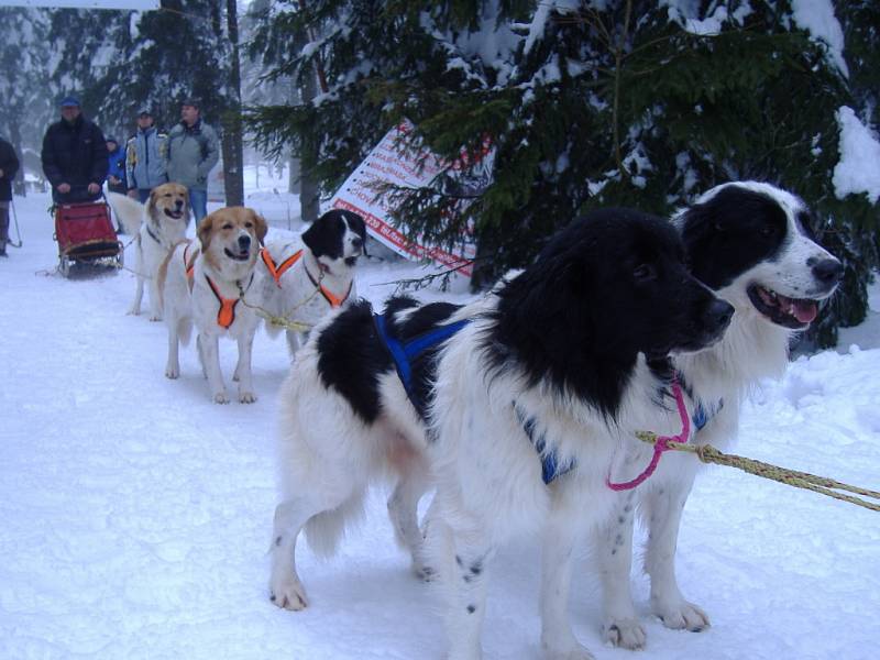 Závody psích spřežení. Pohár Lady Brigith Magadan 2009.