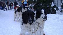 Závody psích spřežení. Pohár Lady Brigith Magadan 2009.