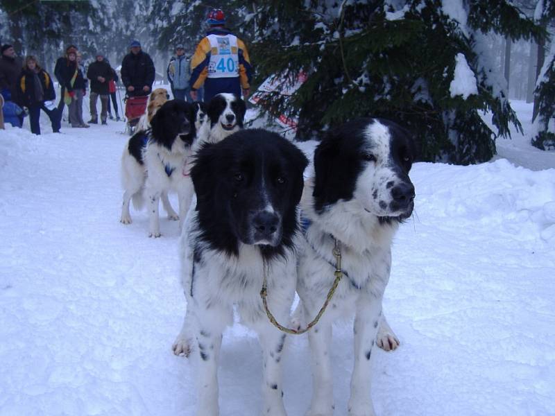 Závody psích spřežení. Pohár Lady Brigith Magadan 2009.