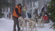 Závody psích spřežení. Pohár Lady Brigith Magadan 2009.