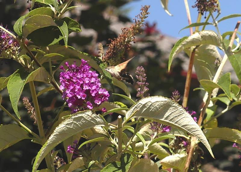 Dlouhozobka svízelová (Macroglossum stellatarum) způsobem letu připomíná exotického ptáčka kolibříka.